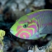 wrasse_klunzingers_elp_si_h_0479_egy2200.jpg